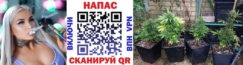 наркошоп  Сосновый Бор  МАРИХУАНА тримм 